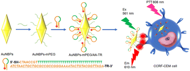 Graphical abstract: A gold nanobipyramid-based photothermal reagent with functions of targeting and activatable fluorescence labeling for visual photothermal therapy
