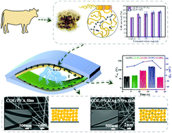 Graphical abstract: Electrospun hydrolyzed collagen from tanned leather shavings for bio-triboelectric nanogenerators