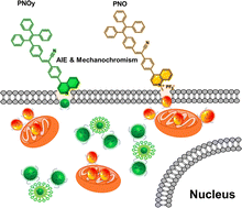 Graphical abstract: Tuning the organelle-imaging specificity of an aggregation-induced emission luminogen with reversible mechanochromism by ionization