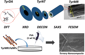 Graphical abstract: Understanding tyrosine self-assembly: from dimer assembly to magnetized fluorescent nanotubes embedded into PVA films