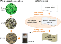 Graphical abstract: Producing natural-colored super-powerful antibacterial cotton with plasma-assisted fiber surface modification: a green and effective cotton process for medical and healthcare applications