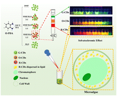 Graphical abstract: Polar engineering regulates photoluminescence-tunable carbon dots for microalgal lipid imaging