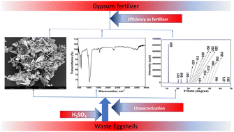 Graphical abstract: Synthesis of gypsum fertilizer from waste eggshells for a sustainable environment