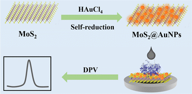 Graphical abstract: Preparation of MoS2@AuNP nanocomposite by a self-reduction method and its application for electrochemical glucose sensing