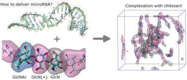 Graphical abstract: Atomistic simulations of chitosan as a possible carrier system for miRNA transport