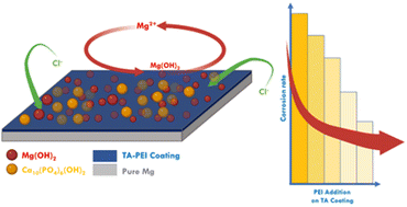 Graphical abstract: Improving magnesium's corrosion resistance through tannic acid–polyethyleneimine coatings for bioresorbable implant applications