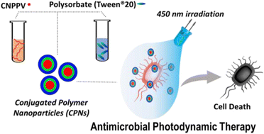 Graphical abstract: Conjugated polymer nanoparticles with tunable antibacterial photodynamic capability