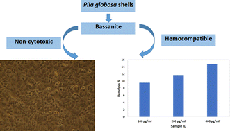 Graphical abstract: Biomedical competency of bassanite (plaster of Paris) synthesized from waste Pila globosa shells