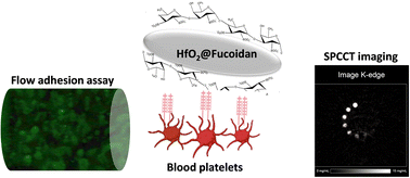 Graphical abstract: Optical and X-ray attenuation properties of hafnium oxide nanoparticles surface functionalized with fucoidan: toward the early diagnosis of atherothrombotic diseases