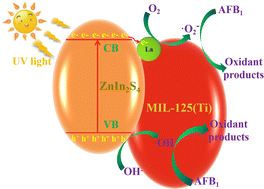 Graphical abstract: Construction of a La-ZnIn2S4/MIL-125(Ti) heterojunction for highly efficient photocatalytic degradation of aflatoxin B1