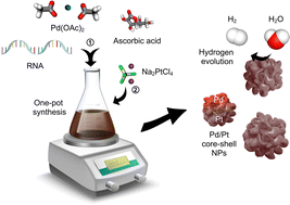 Graphical abstract: Green one-pot synthesis of bimetallic Pd–Pt nanosponges using biomolecules with enhanced catalytic activity for hydrogen evolution reactions