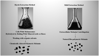 Graphical abstract: One-pot synthesis of black biopolymeric eumelanin pigment by indigenous salt-tolerant Pseudomonas stutzeri SGM-1