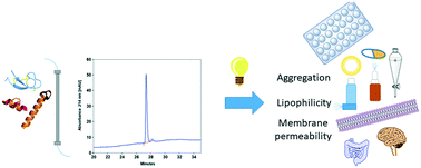 Graphical abstract: A story of peptides, lipophilicity and chromatography – back and forth in time