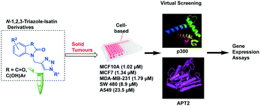 Graphical abstract: N-1,2,3-Triazole–isatin derivatives: anti-proliferation effects and target identification in solid tumour cell lines