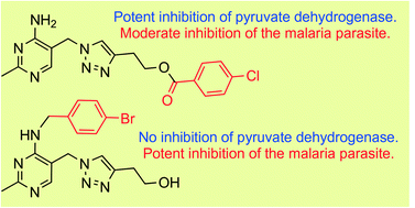Graphical abstract: Thiamine analogues as inhibitors of pyruvate dehydrogenase and discovery of a thiamine analogue with non-thiamine related antiplasmodial activity