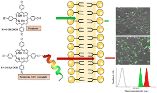 Graphical abstract: Evaluation of the effect of a cell penetrating peptide (TAT) towards tailoring the targeting efficacy and tumor uptake of porphyrin