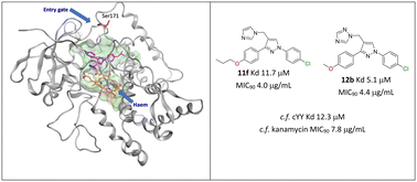 Graphical abstract: Synthesis, biological evaluation and computational studies of pyrazole derivatives as Mycobacterium tuberculosis CYP121A1 inhibitors