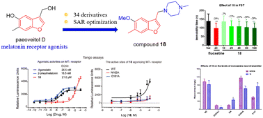 Graphical abstract: Synthesis and biological evaluation of paeoveitol D derivatives as new melatonin receptor agonists with antidepressant activities