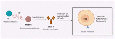 Graphical abstract: Importance of photophosphatidylserine and Tim-3 in photoimmunotherapy