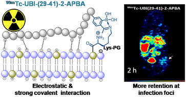 Graphical abstract: Integrating a covalent probe with ubiquicidin fragment enables effective bacterial infection imaging