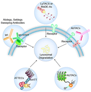 Graphical abstract: Targeted protein degradation using the lysosomal pathway