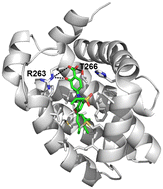 Graphical abstract: Discovery of N-sulfonylated aminosalicylic acids as dual MCL-1/BCL-xL inhibitors