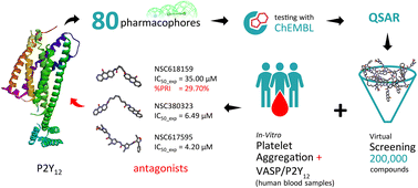 Graphical abstract: QSAR, structure-based pharmacophore modelling and biological evaluation of novel platelet ADP receptor (P2Y12) antagonist