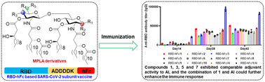 Graphical abstract: Design, synthesis and immunological evaluation of monophosphoryl lipid A derivatives as adjuvants for a RBD-hFc based SARS-CoV-2 vaccine