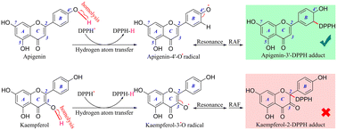 Graphical abstract: Antioxidant mechanisms and products of four 4′,5,7-trihydroxyflavonoids with different structural types