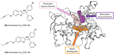 Graphical abstract: Pyridine based dual binding site aromatase (CYP19A1) inhibitors