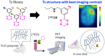 Graphical abstract: Pretargeted imaging beyond the blood–brain barrier