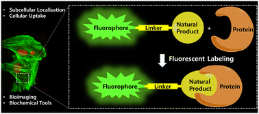 Graphical abstract: Natural-product-based fluorescent probes: recent advances and applications
