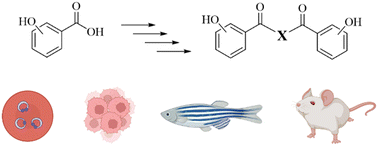 Graphical abstract: Dimeric polyphenols to pave the way for new antimalarial drugs