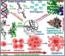 Graphical abstract: Exploring the antioxidant, antimicrobial, cytotoxic and biothermodynamic properties of novel morpholine derivative bioactive Mn(ii), Co(ii) and Ni(ii) complexes – combined experimental and theoretical measurements towards DNA/BSA/SARS-CoV-2 3CLPro