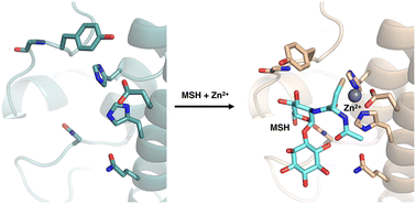 Graphical abstract: The Mycobacterium tuberculosis mycothiol S-transferase is divalent metal-dependent for mycothiol binding and transfer