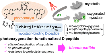 Graphical abstract: Inactivation of myostatin by photooxygenation using functionalized d-peptides