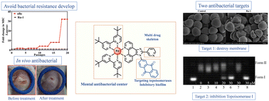 Graphical abstract: Multi-target antibacterial mechanism of ruthenium polypyridine complexes with anthraquinone groups against Staphylococcus aureus