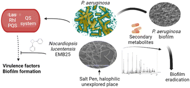 Graphical abstract: Inhibition and eradication of Pseudomonas aeruginosa biofilms by secondary metabolites of Nocardiopsis lucentensis EMB25