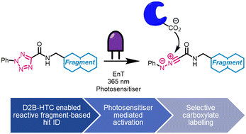 Graphical abstract: Reactive fragments targeting carboxylate residues employing direct to biology, high-throughput chemistry