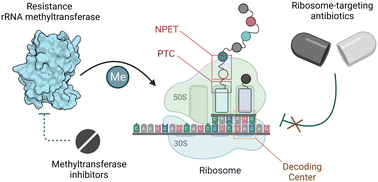 Graphical abstract: Ribosome-targeting antibiotics and resistance via ribosomal RNA methylation