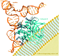 Graphical abstract: Identification of novel aptamers targeting cathepsin B-overexpressing prostate cancer cells