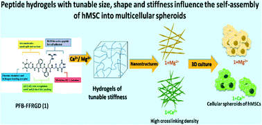 Graphical abstract: Influence of metal ion crosslinking on the nanostructures, stiffness, and biofunctions of bioactive peptide hydrogels