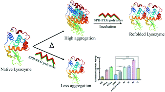 Graphical abstract: Polyethylene-glycol-modified zwitterionic polymer assisted protein aggregation arrest and refolding