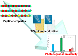 Graphical abstract: Peptide-templated biomineralization of titanium dioxide toward improved light absorption and photodegradation activity