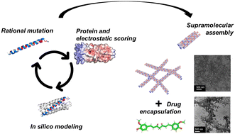 Graphical abstract: Tuning a coiled-coil hydrogel via computational design of supramolecular fiber assembly