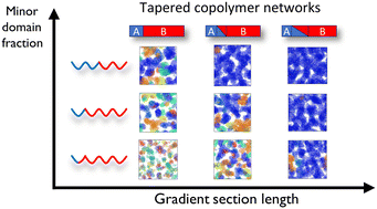 Graphical abstract: Percolation of co-continuous domains in tapered copolymer networks