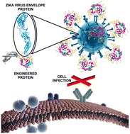 Graphical abstract: In vitro neutralisation of Zika virus by an engineered protein targeting the viral envelope fusion loop