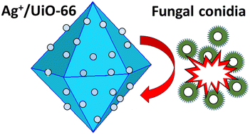 Graphical abstract: Nanosilver-loaded metal–organic framework UiO-66 with strong fungicidal activity