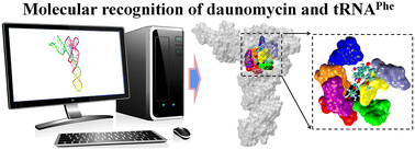 Graphical abstract: In silico study of the binding of daunomycin and phenylalanine transfer RNA: probe molecular recognition for structure-based drug design