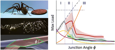 Graphical abstract: Self-strengthening tape junctions inspired by recluse spider webs